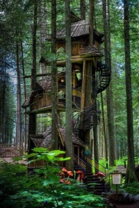 domek na drzewie i w lesie