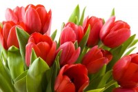 Fototapety w tulipany