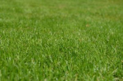 Zielony trawnik przez całe lato – 5 trików